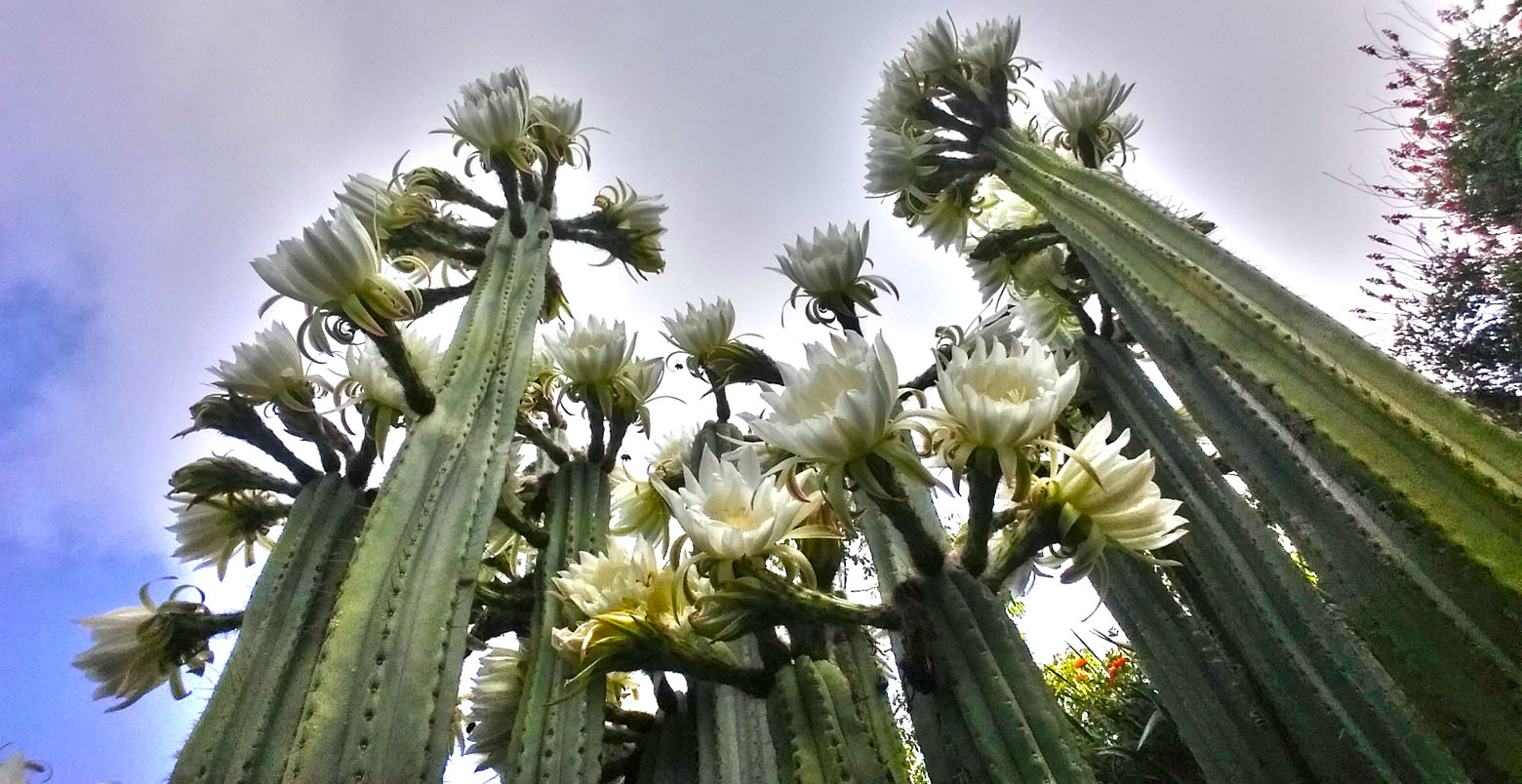 ischia, giardino, botanico, visita, guidata